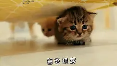 小猫咪